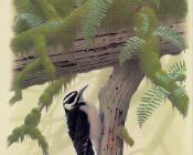 Hairy Harris Woodpecker - 威廉·齐默曼